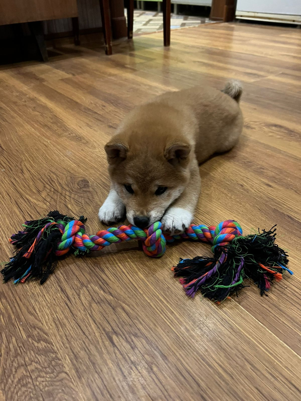 Сиба питомник RUBYLIGHT. Американская акита I Сиба ину I Питомник RUBYLIGHT