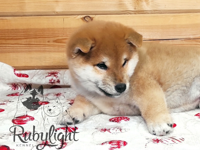 Щенки сиба-ину, шиба, Отец: SHIOMARU EVER DREAM Мать: TRIUMF SIBIRI AKIKO CHIKAKO, Санкт-Петербург, RUBYLIGHT kennel