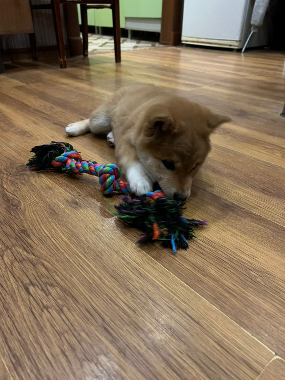 Сиба питомник RUBYLIGHT. Американская акита I Сиба ину I Питомник RUBYLIGHT