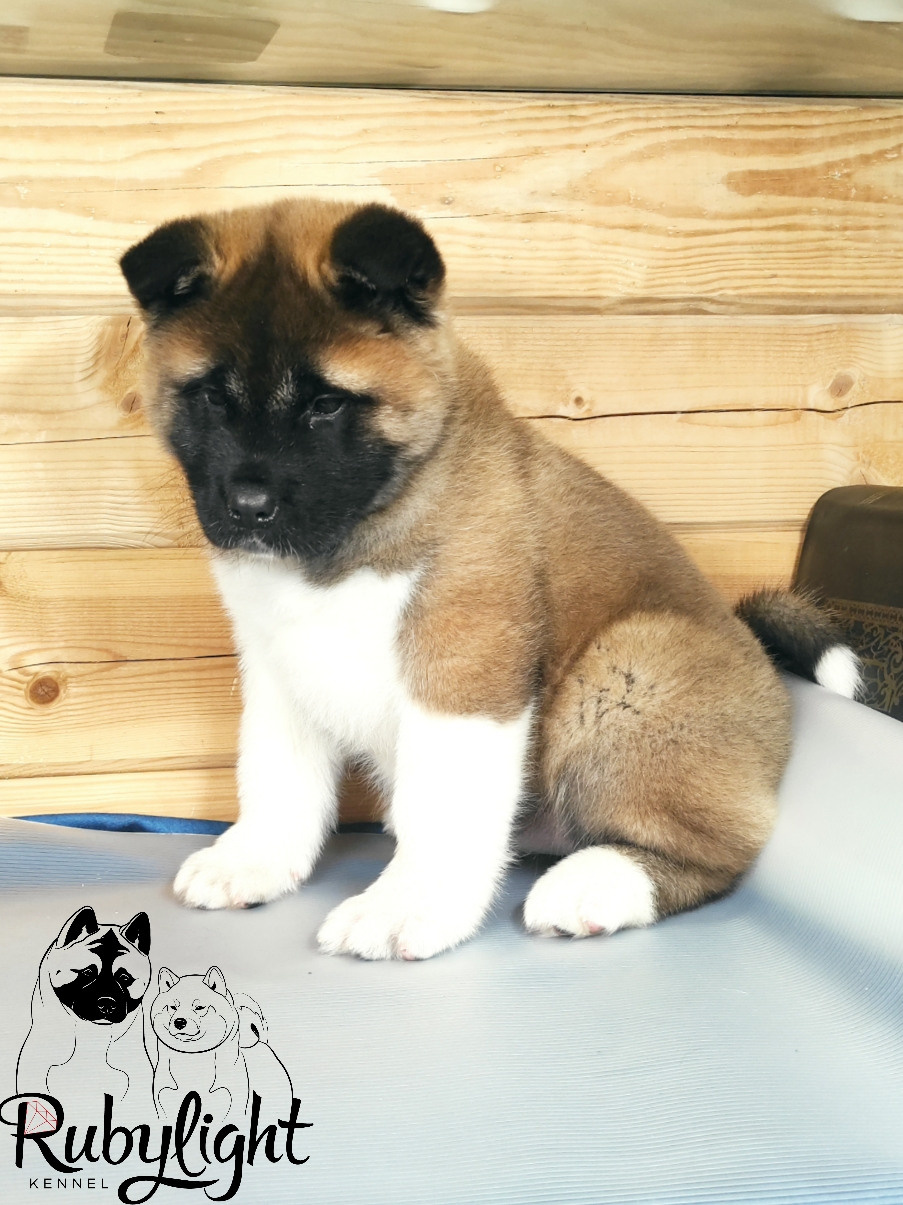 RUBYLIGHT MONICA, Дата рождения 03.10.2021Мама DANCING QUEEN Папа NATIVEBEAR LEGION MAN , щенки Американская Акита RUBYLIGHT питомник Санкт-Петербург