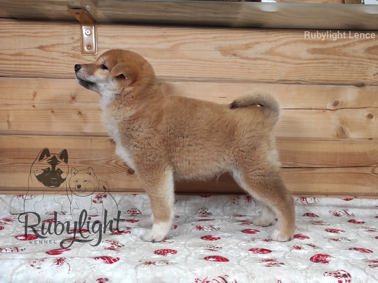 Щенки сиба-ину, шиба, Отец: SHIOMARU EVER DREAM Мать: TRIUMF SIBIRI AKIKO CHIKAKO, Санкт-Петербург, RUBYLIGHT kennel