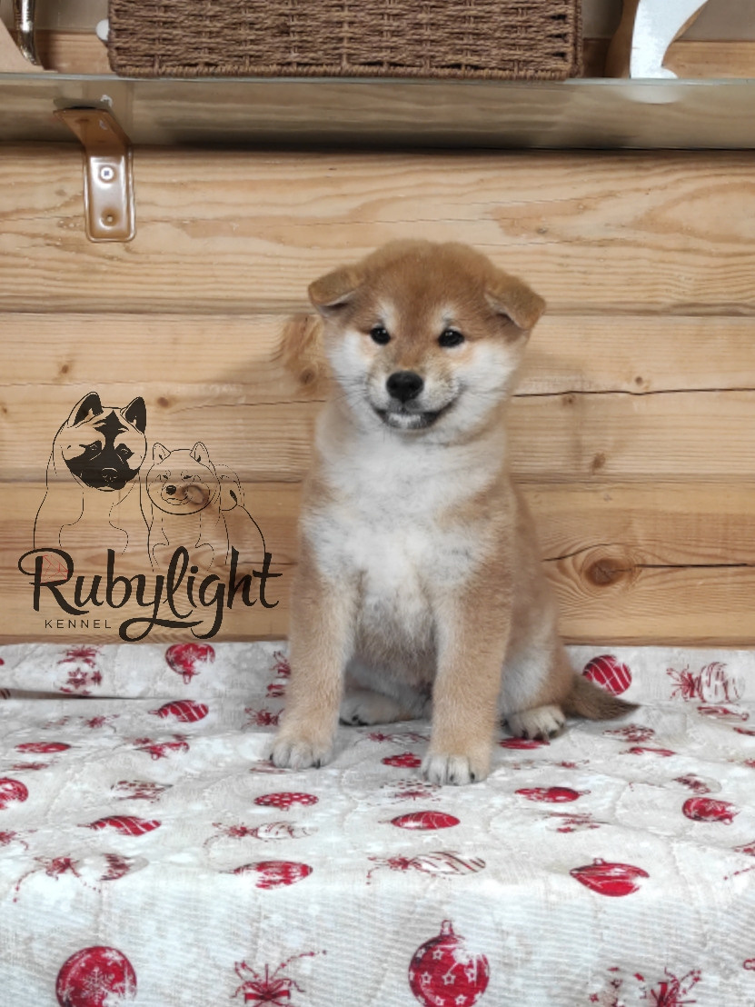 Щенки сиба-ину, шиба, Отец: SHIOMARU EVER DREAM Мать: TRIUMF SIBIRI AKIKO CHIKAKO, Санкт-Петербург, RUBYLIGHT kennel