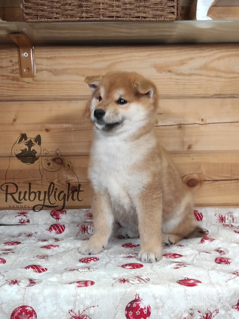 Щенки сиба-ину, шиба, Отец: SHIOMARU EVER DREAM Мать: TRIUMF SIBIRI AKIKO CHIKAKO, Санкт-Петербург, RUBYLIGHT kennel