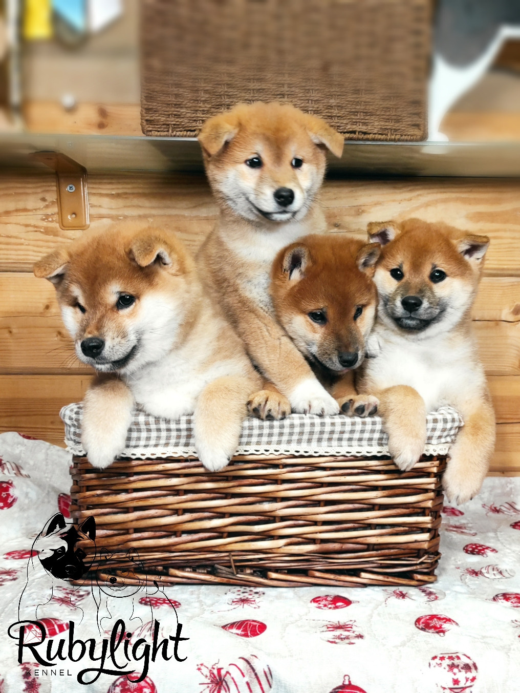 Щенки сиба-ину, шиба, Отец: SHIOMARU EVER DREAM Мать: TRIUMF SIBIRI AKIKO CHIKAKO, Санкт-Петербург, RUBYLIGHT kennel