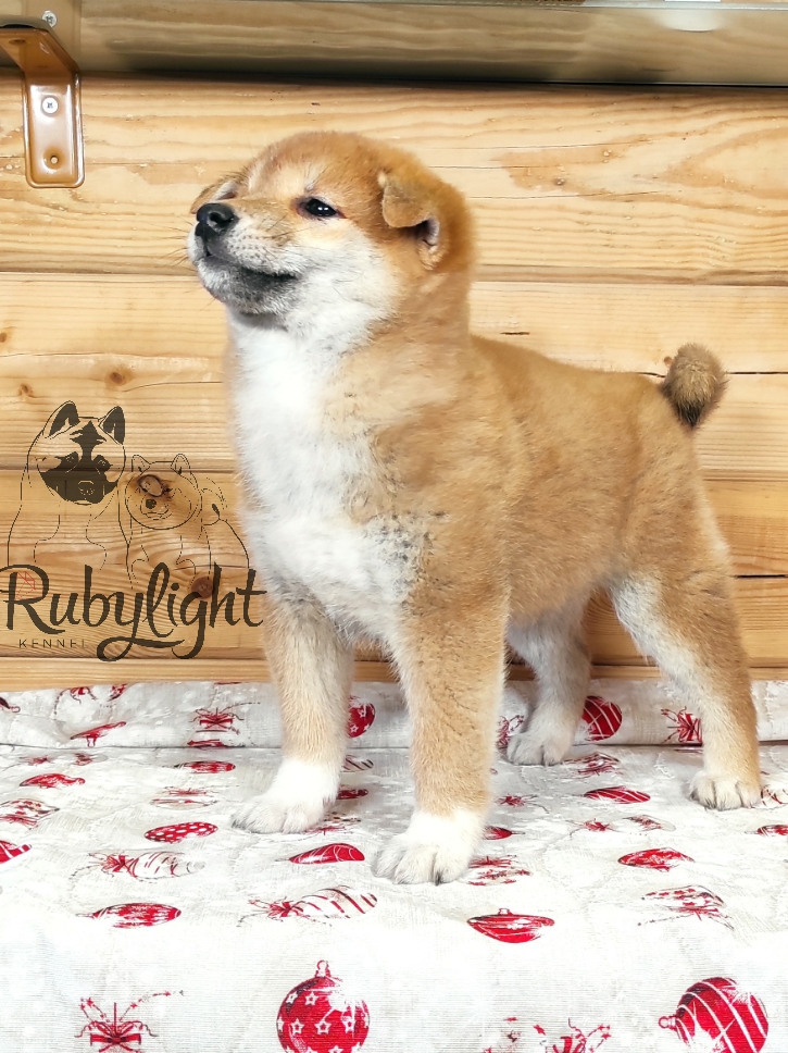 Щенки сиба-ину, шиба, Отец: SHIOMARU EVER DREAM Мать: TRIUMF SIBIRI AKIKO CHIKAKO, Санкт-Петербург, RUBYLIGHT kennel