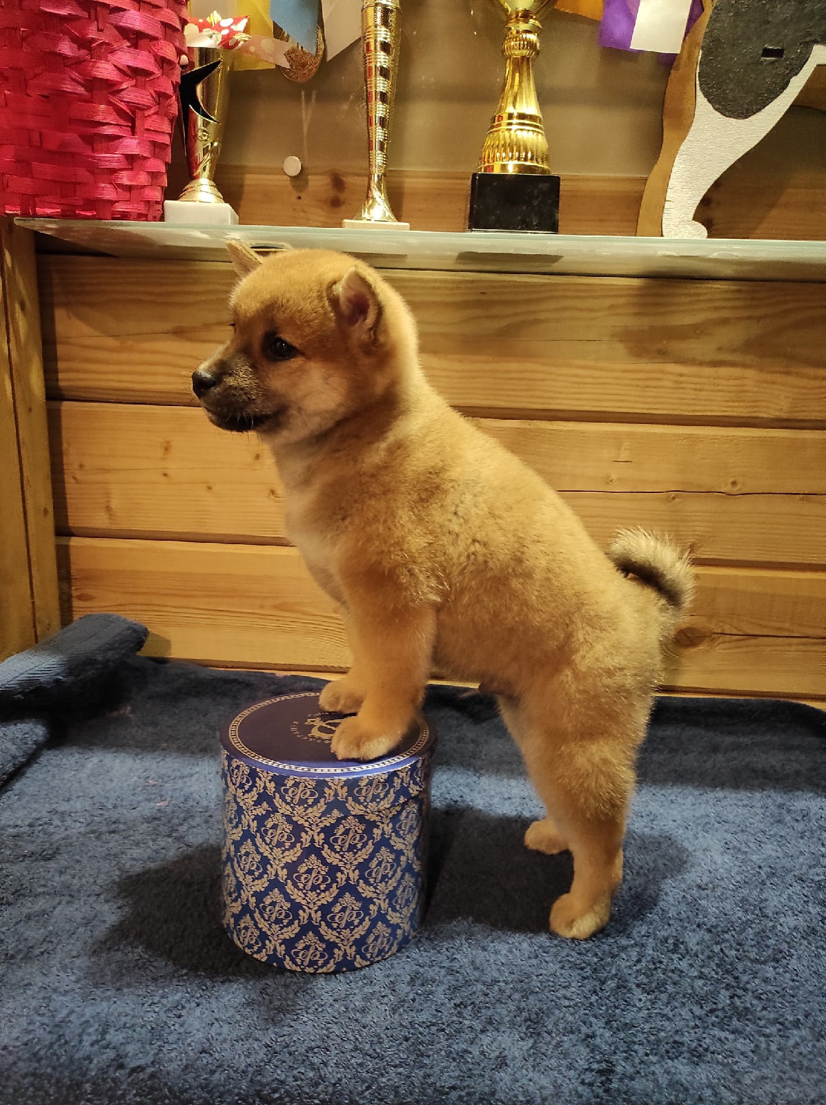 Сиба питомник RUBYLIGHT. Американская акита I Сиба ину I Питомник RUBYLIGHT