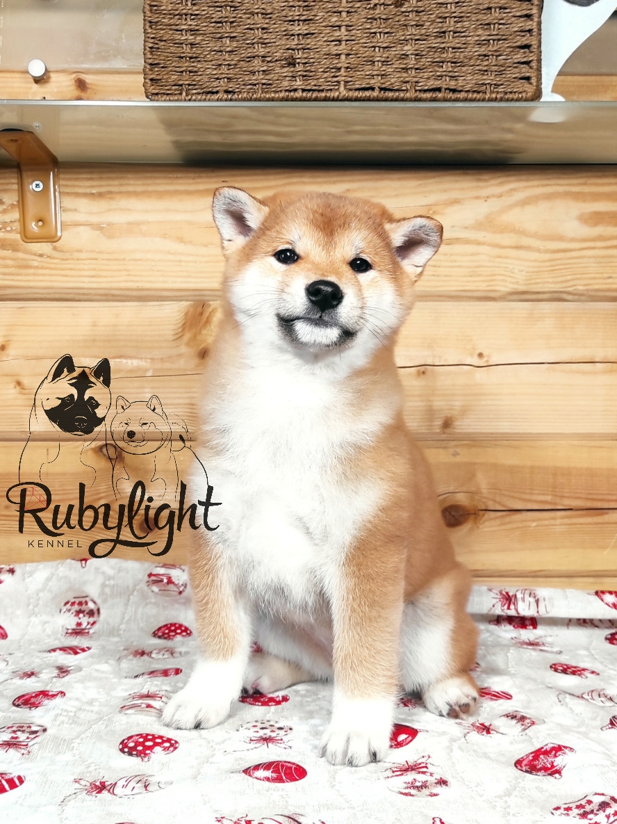 Щенки сиба-ину, шиба, Отец: SHIOMARU EVER DREAM Мать: TRIUMF SIBIRI AKIKO CHIKAKO, Санкт-Петербург, RUBYLIGHT kennel