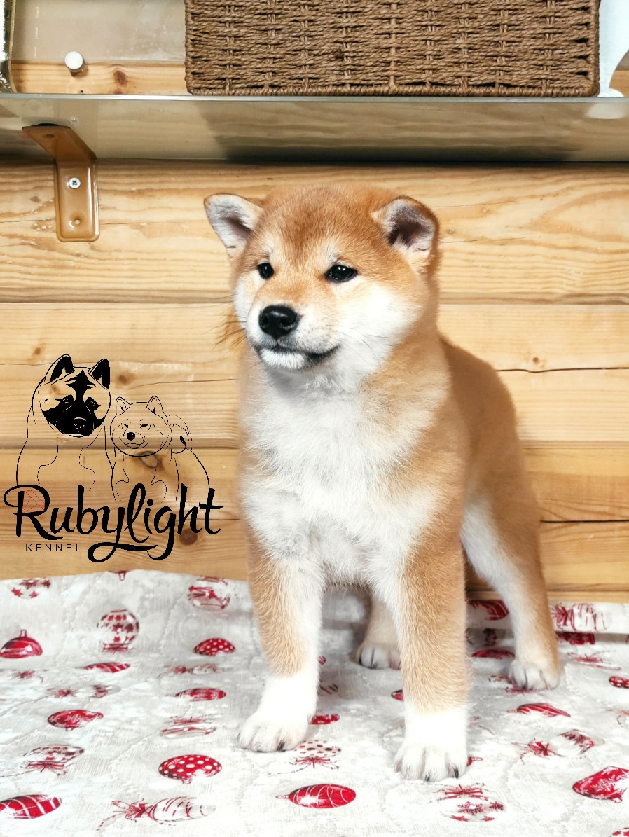 Щенки сиба-ину, шиба, Отец: SHIOMARU EVER DREAM Мать: TRIUMF SIBIRI AKIKO CHIKAKO, Санкт-Петербург, RUBYLIGHT kennel