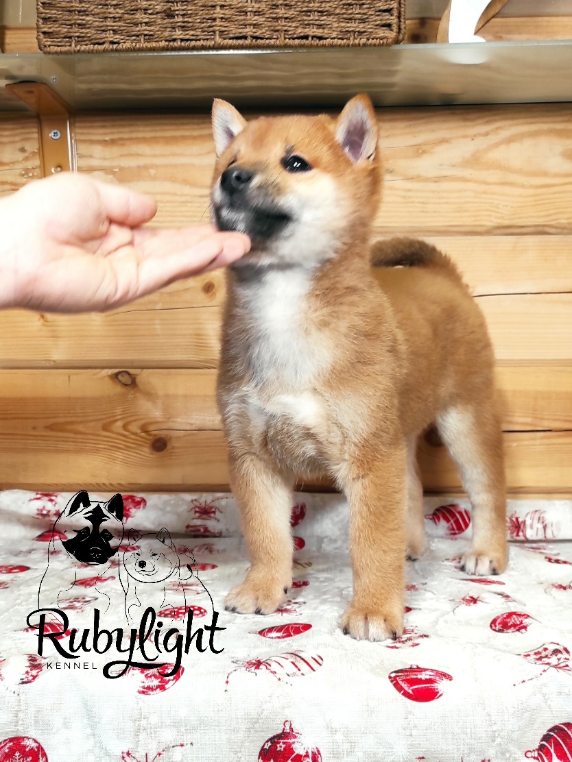 Rubylight Luis, Отец: SHIOMARU EVER DREAM Мать: TRIUMF SIBIRI AKIKO CHIKAKO, Санкт-Петербург, RUBYLIGHT kennel