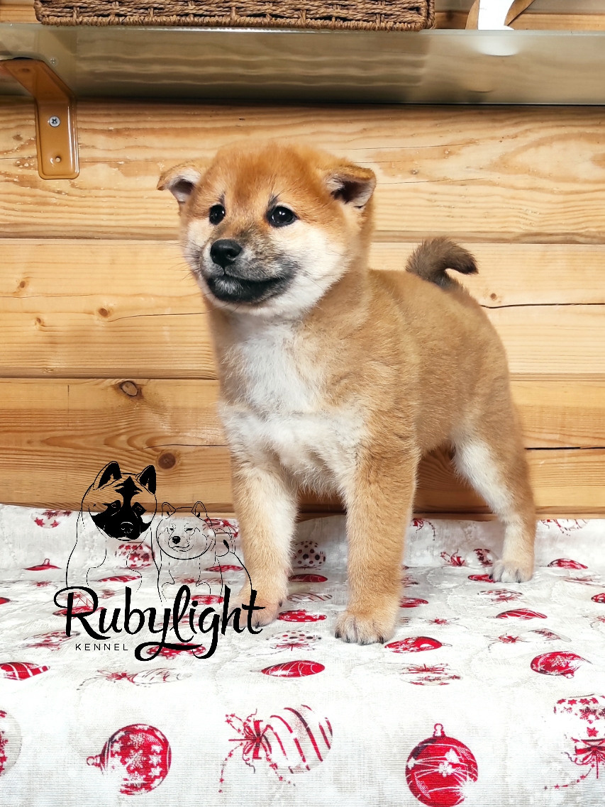 Rubylight Lucky, Отец: SHIOMARU EVER DREAM Мать: TRIUMF SIBIRI AKIKO CHIKAKO, Санкт-Петербург, RUBYLIGHT kennel