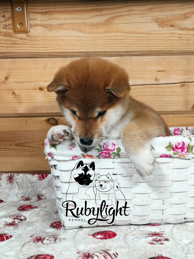 Щенки сиба-ину, шиба, Отец: SHIOMARU EVER DREAM Мать: TRIUMF SIBIRI AKIKO CHIKAKO, Санкт-Петербург, RUBYLIGHT kennel