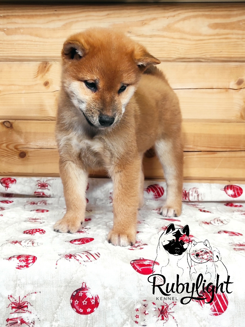 Rubylight Luis, Отец: SHIOMARU EVER DREAM Мать: TRIUMF SIBIRI AKIKO CHIKAKO, Санкт-Петербург, RUBYLIGHT kennel