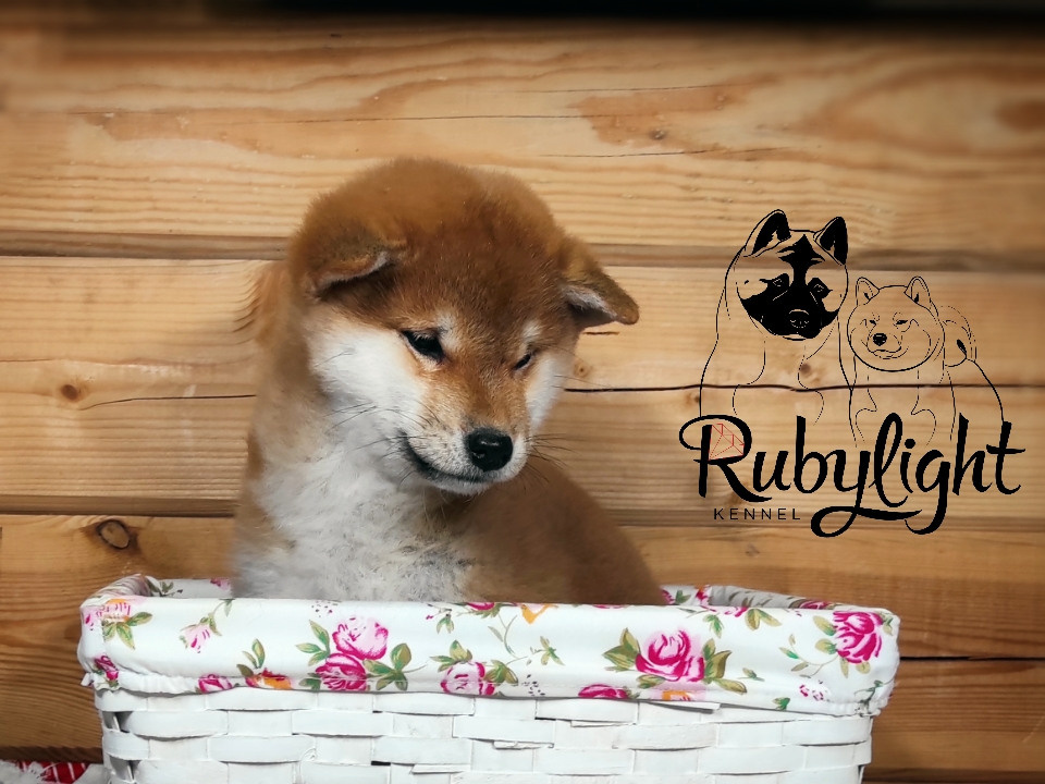 Щенки сиба-ину, шиба, Отец: SHIOMARU EVER DREAM Мать: TRIUMF SIBIRI AKIKO CHIKAKO, Санкт-Петербург, RUBYLIGHT kennel
