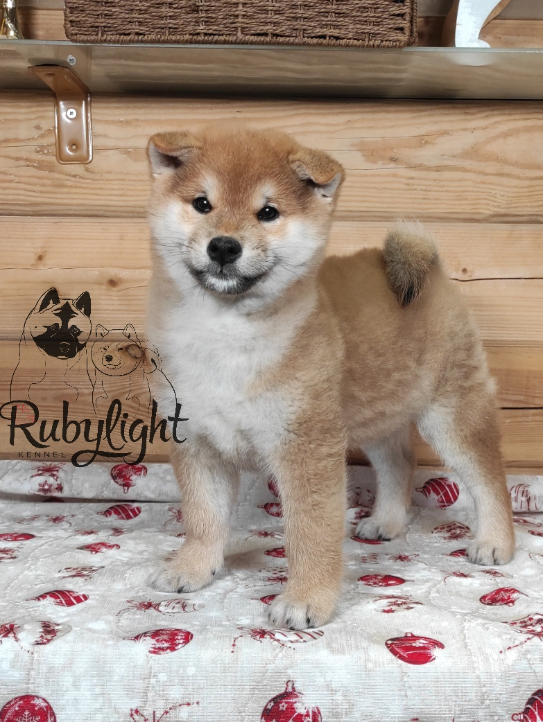 Щенки сиба-ину, шиба, Отец: SHIOMARU EVER DREAM Мать: TRIUMF SIBIRI AKIKO CHIKAKO, Санкт-Петербург, RUBYLIGHT kennel