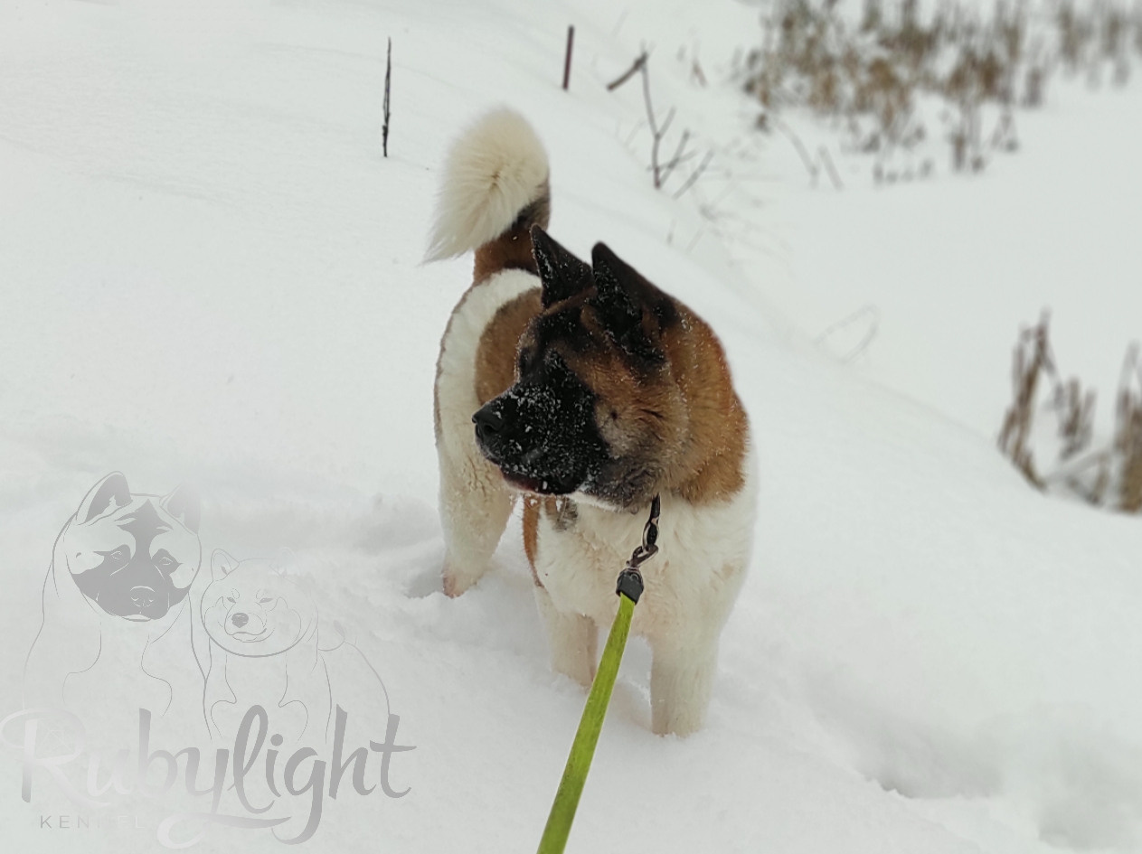 RUBYLIGHT BIYA * Бия американская акита Рубилайт щенки питомник