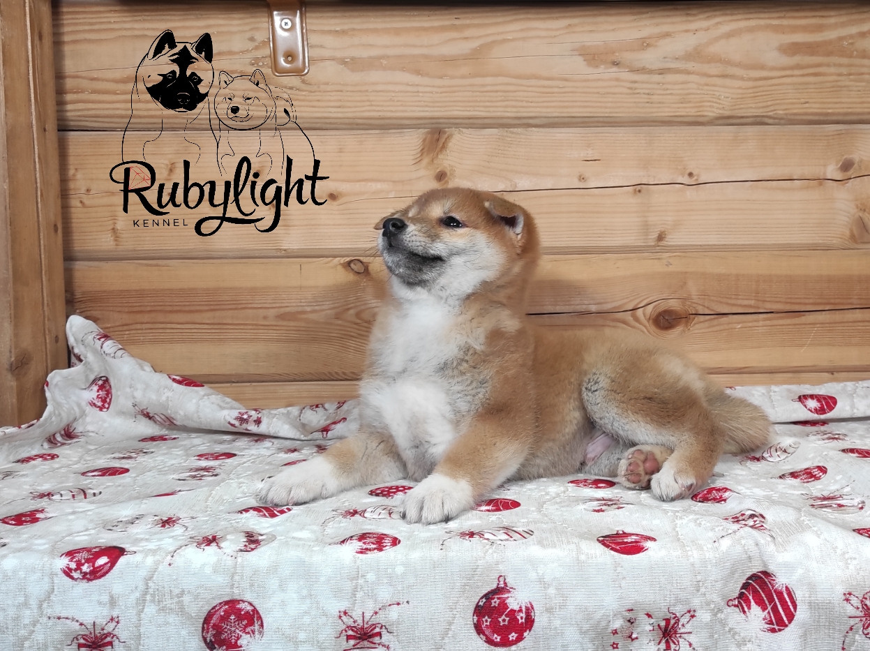 Щенки сиба-ину, шиба, Отец: SHIOMARU EVER DREAM Мать: TRIUMF SIBIRI AKIKO CHIKAKO, Санкт-Петербург, RUBYLIGHT kennel