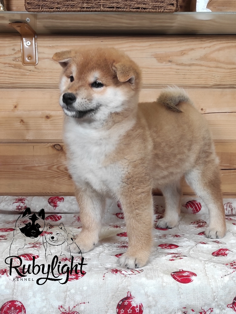 Щенки сиба-ину, шиба, Отец: SHIOMARU EVER DREAM Мать: TRIUMF SIBIRI AKIKO CHIKAKO, Санкт-Петербург, RUBYLIGHT kennel