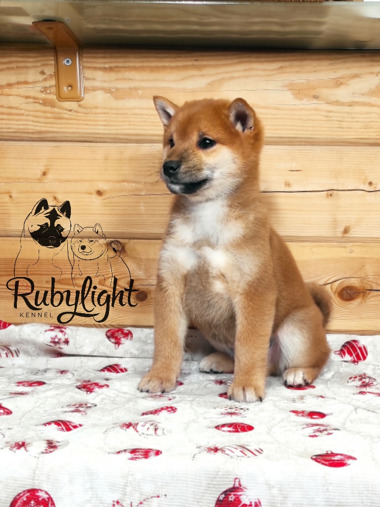 Rubylight Luis, Отец: SHIOMARU EVER DREAM Мать: TRIUMF SIBIRI AKIKO CHIKAKO, Санкт-Петербург, RUBYLIGHT kennel