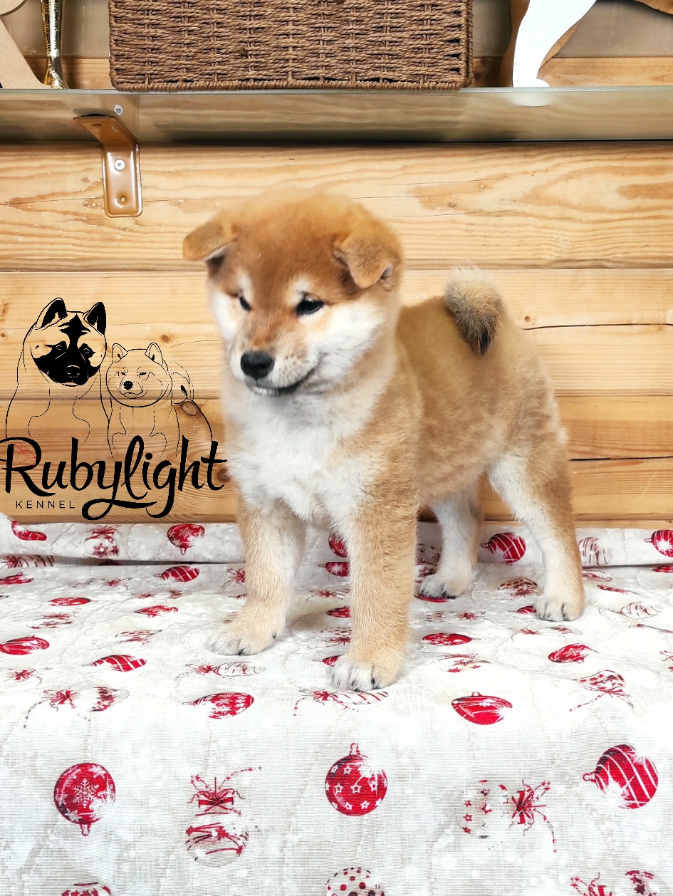 Щенки сиба-ину, шиба, Отец: SHIOMARU EVER DREAM Мать: TRIUMF SIBIRI AKIKO CHIKAKO, Санкт-Петербург, RUBYLIGHT kennel