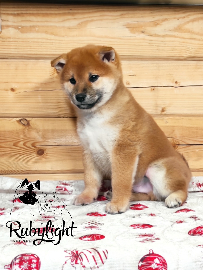 Rubylight Lucky, Отец: SHIOMARU EVER DREAM Мать: TRIUMF SIBIRI AKIKO CHIKAKO, Санкт-Петербург, RUBYLIGHT kennel
