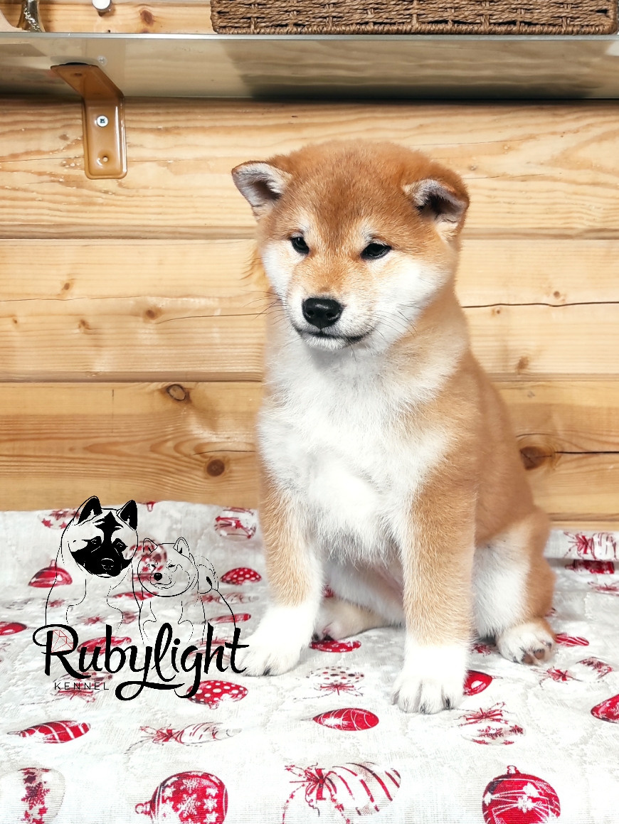 Щенки сиба-ину, шиба, Отец: SHIOMARU EVER DREAM Мать: TRIUMF SIBIRI AKIKO CHIKAKO, Санкт-Петербург, RUBYLIGHT kennel