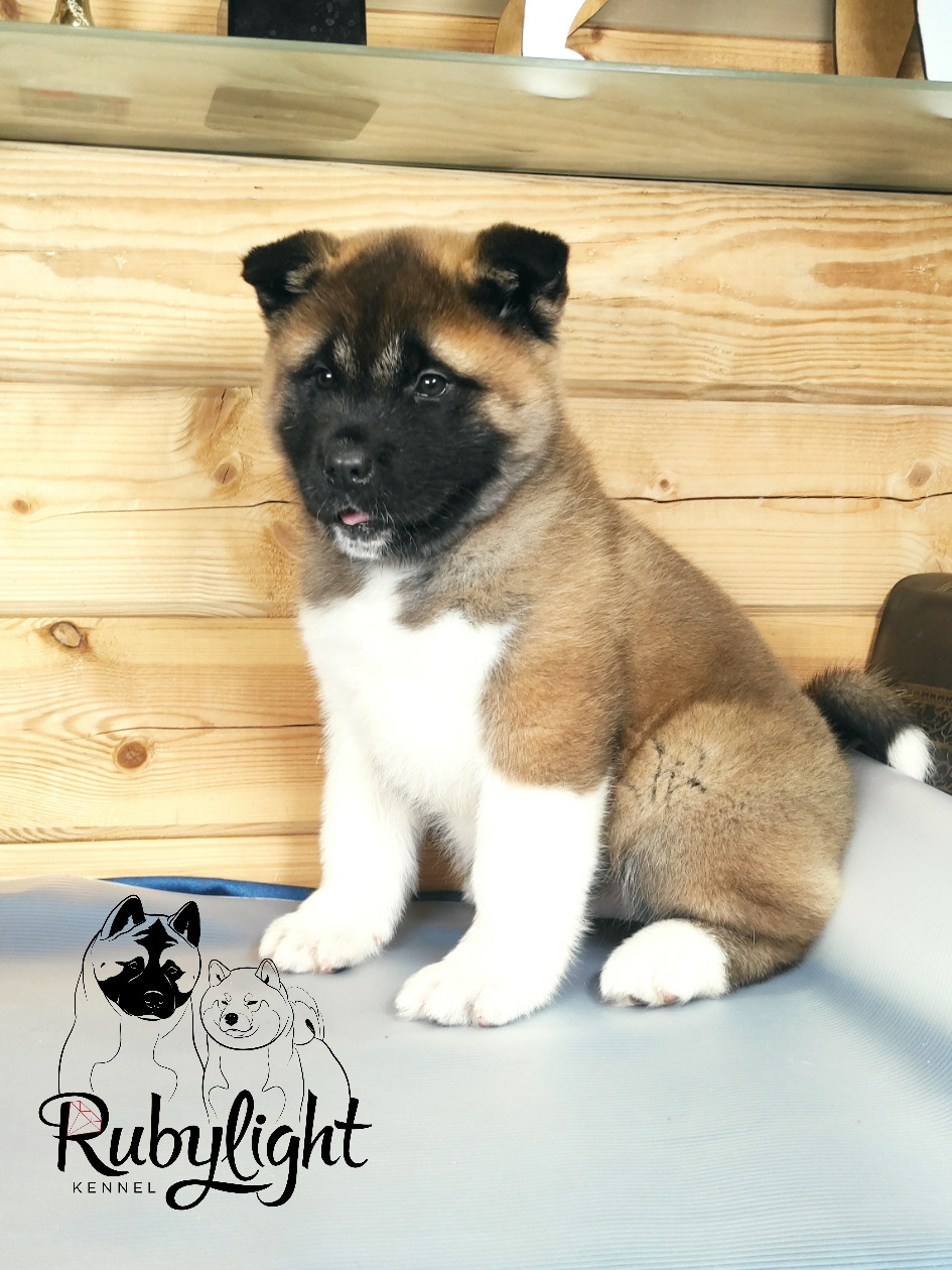 RUBYLIGHT MONICA, Дата рождения 03.10.2021Мама DANCING QUEEN Папа NATIVEBEAR LEGION MAN , щенки Американская Акита RUBYLIGHT питомник Санкт-Петербург