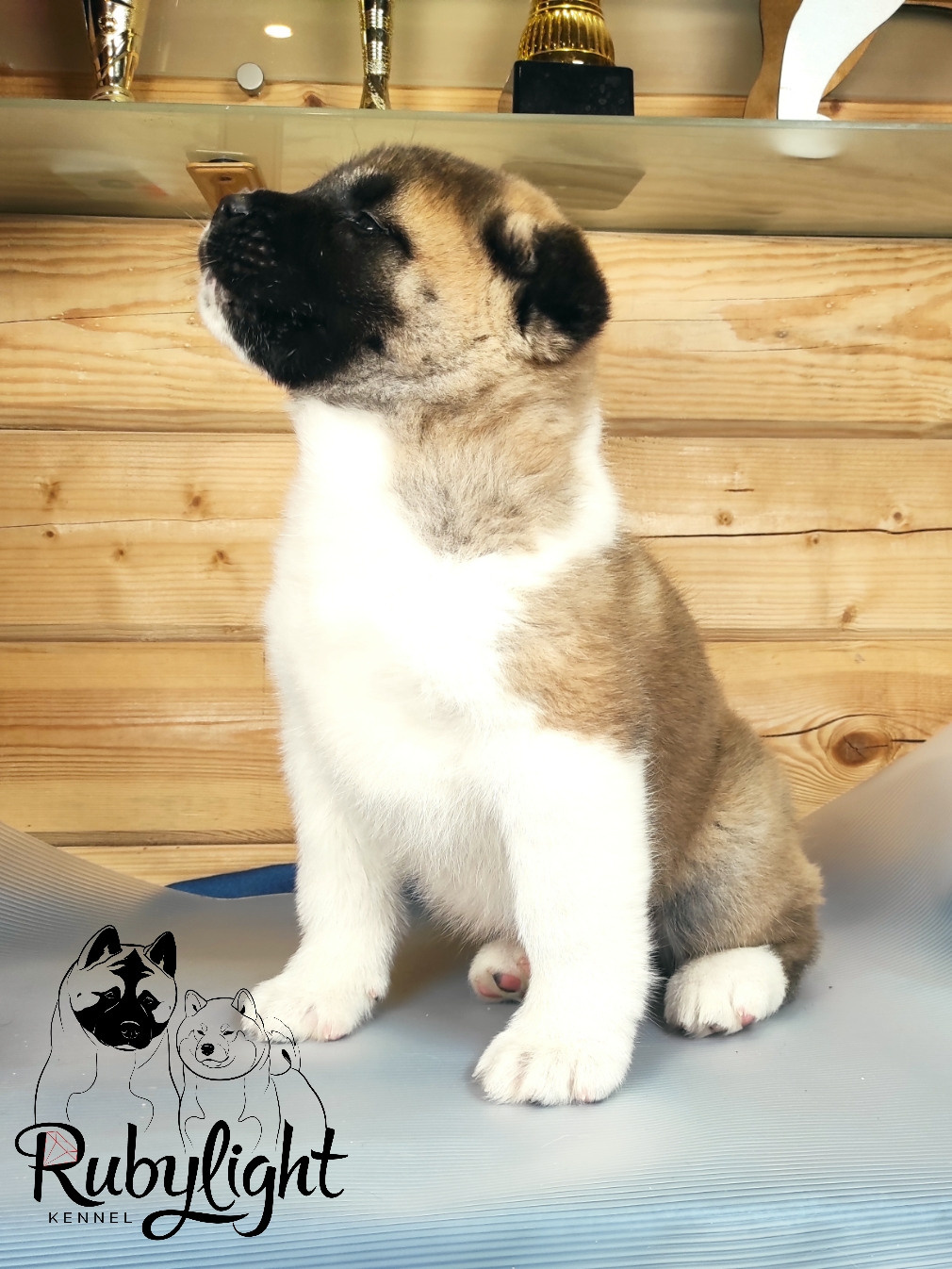 RUBYLIGHT MOLNIYA, Дата рождения 03.10.2021Мама DANCING QUEEN Папа NATIVEBEAR LEGION MAN , щенки Американская Акита RUBYLIGHT питомник Санкт-Петербург
