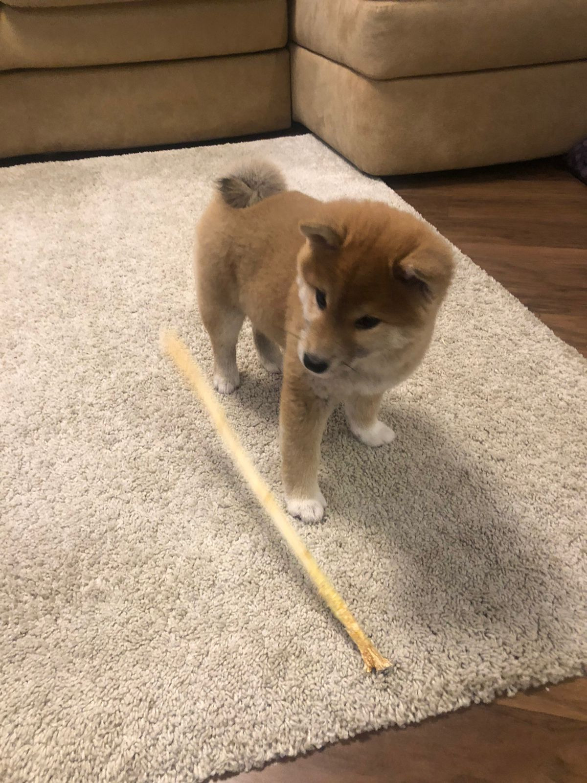 Сиба питомник RUBYLIGHT. Американская акита I Сиба ину I Питомник RUBYLIGHT