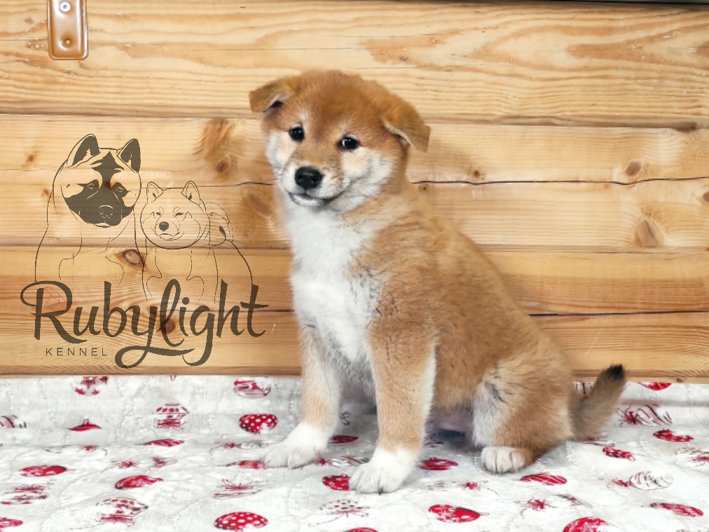 Щенки сиба-ину, шиба, Отец: SHIOMARU EVER DREAM Мать: TRIUMF SIBIRI AKIKO CHIKAKO, Санкт-Петербург, RUBYLIGHT kennel