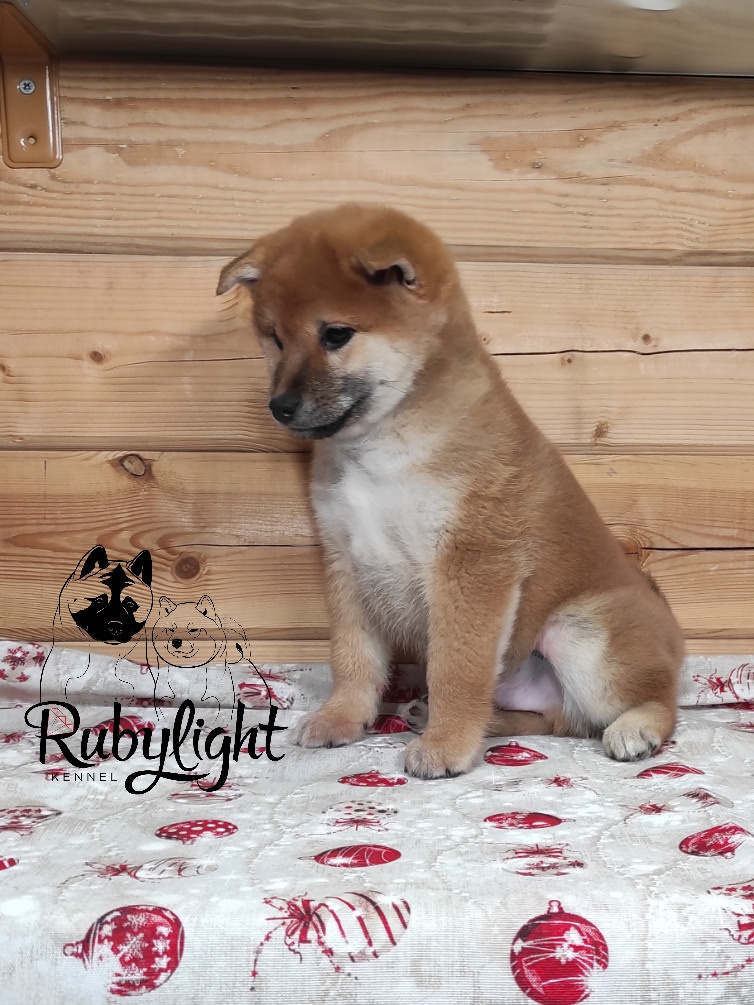 Rubylight Lucky, Отец: SHIOMARU EVER DREAM Мать: TRIUMF SIBIRI AKIKO CHIKAKO, Санкт-Петербург, RUBYLIGHT kennel