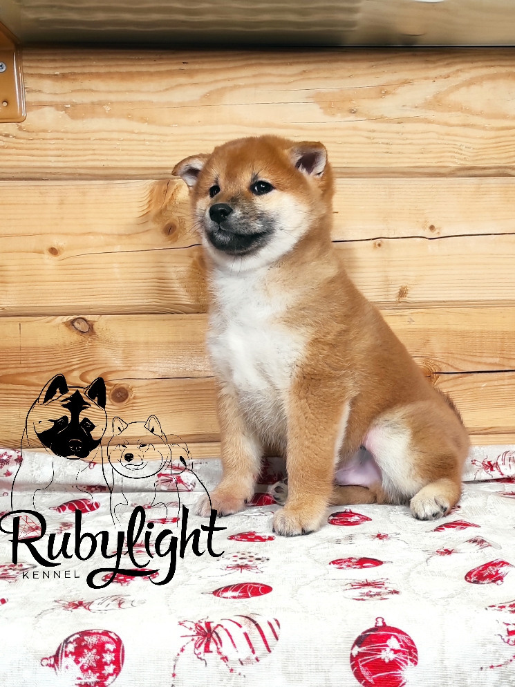 Rubylight Lucky, Отец: SHIOMARU EVER DREAM Мать: TRIUMF SIBIRI AKIKO CHIKAKO, Санкт-Петербург, RUBYLIGHT kennel