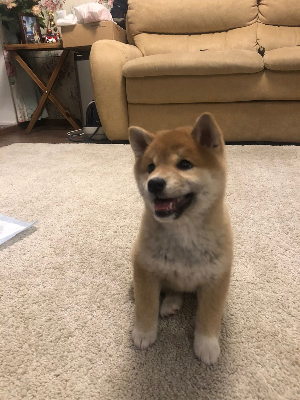 Сиба питомник RUBYLIGHT. Американская акита I Сиба ину I Питомник RUBYLIGHT