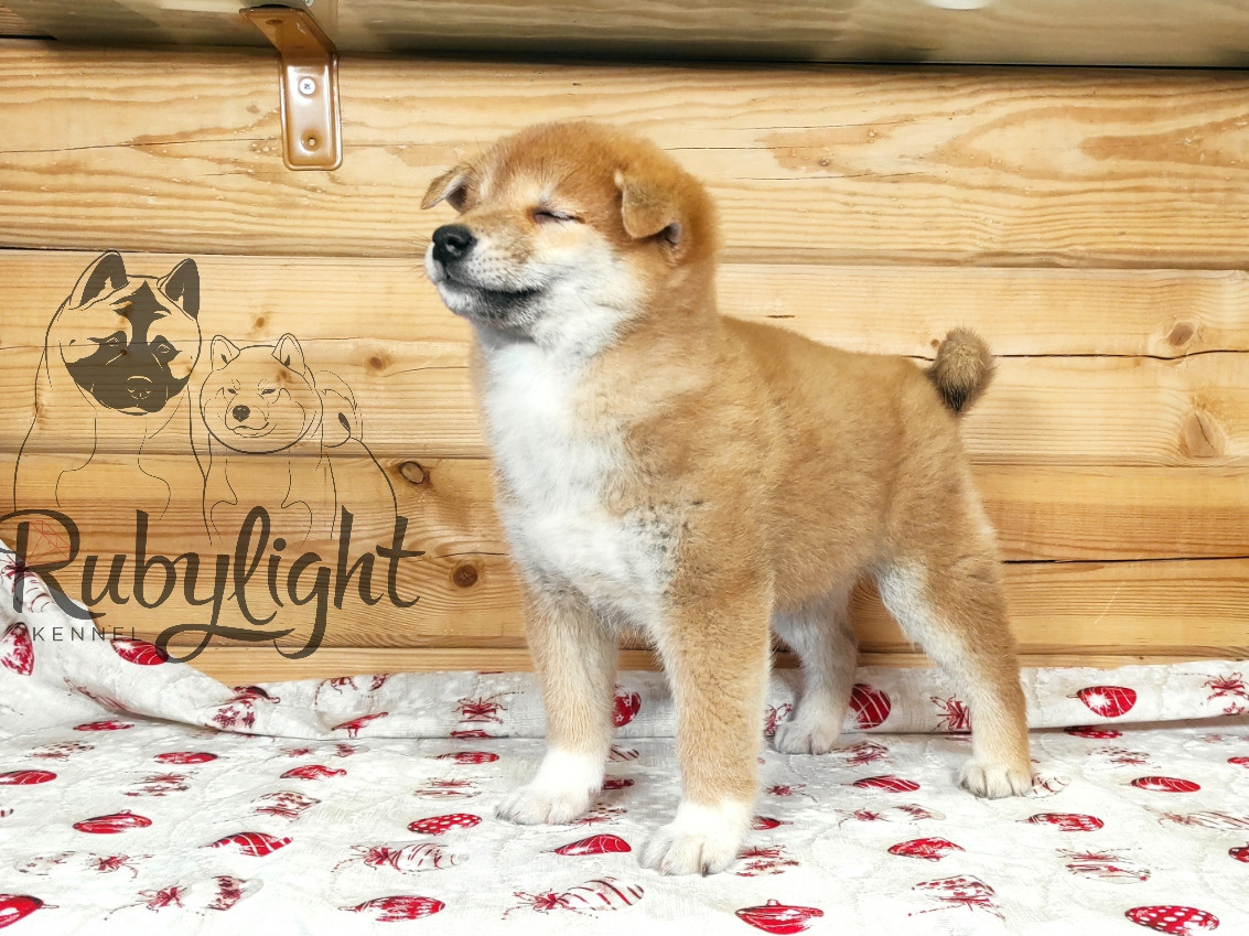 Щенки сиба-ину, шиба, Отец: SHIOMARU EVER DREAM Мать: TRIUMF SIBIRI AKIKO CHIKAKO, Санкт-Петербург, RUBYLIGHT kennel