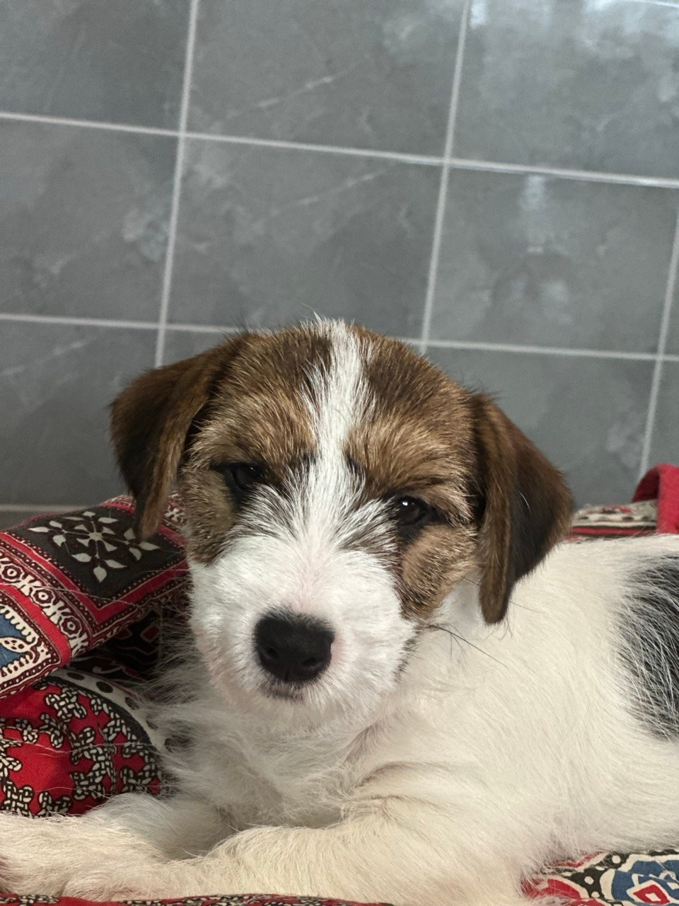 BELIEVE ME. Lovely Orange kennel Jack Russell Terrier FCI/RKF