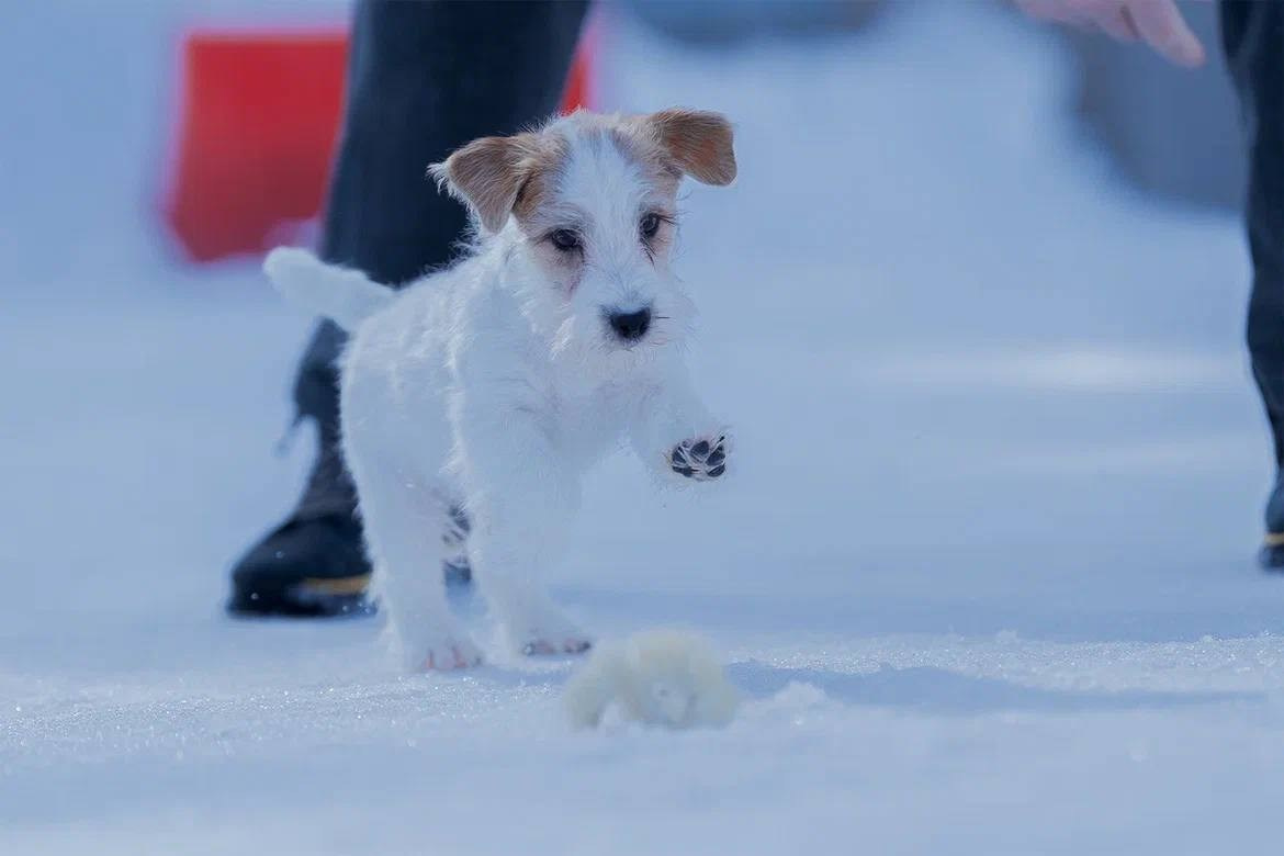 Сука 5. Lovely-Orange питомник джек рассел терьеров