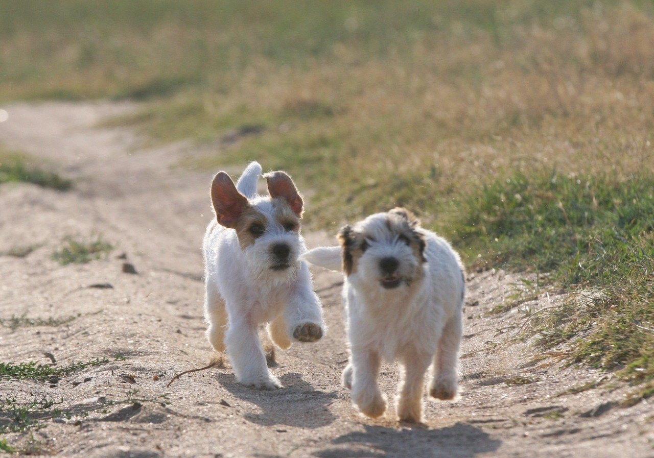 Жизнь питомника. Lovely-Orange питомник джек рассел терьеров