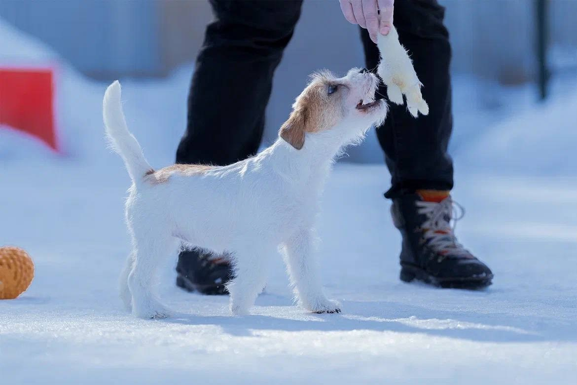 Сука 4. Lovely-Orange питомник джек рассел терьеров