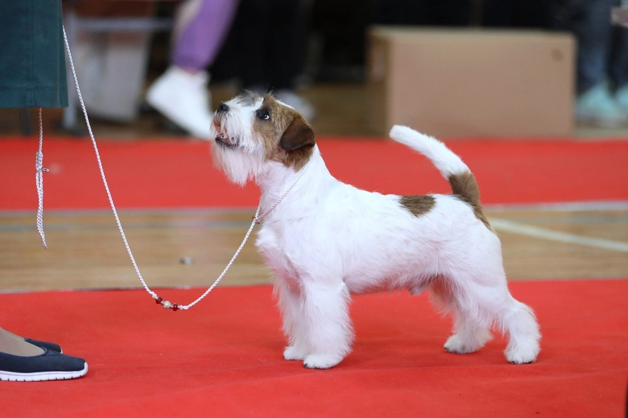 Lovely-Orange Kaizer. Lovely-Orange питомник джек рассел терьеров