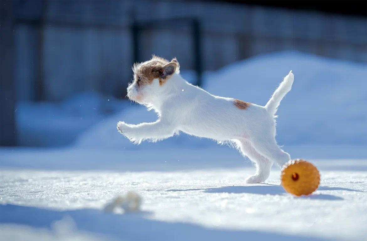 Сука 1. Lovely Orange kennel Jack Russell Terrier FCI/RKF