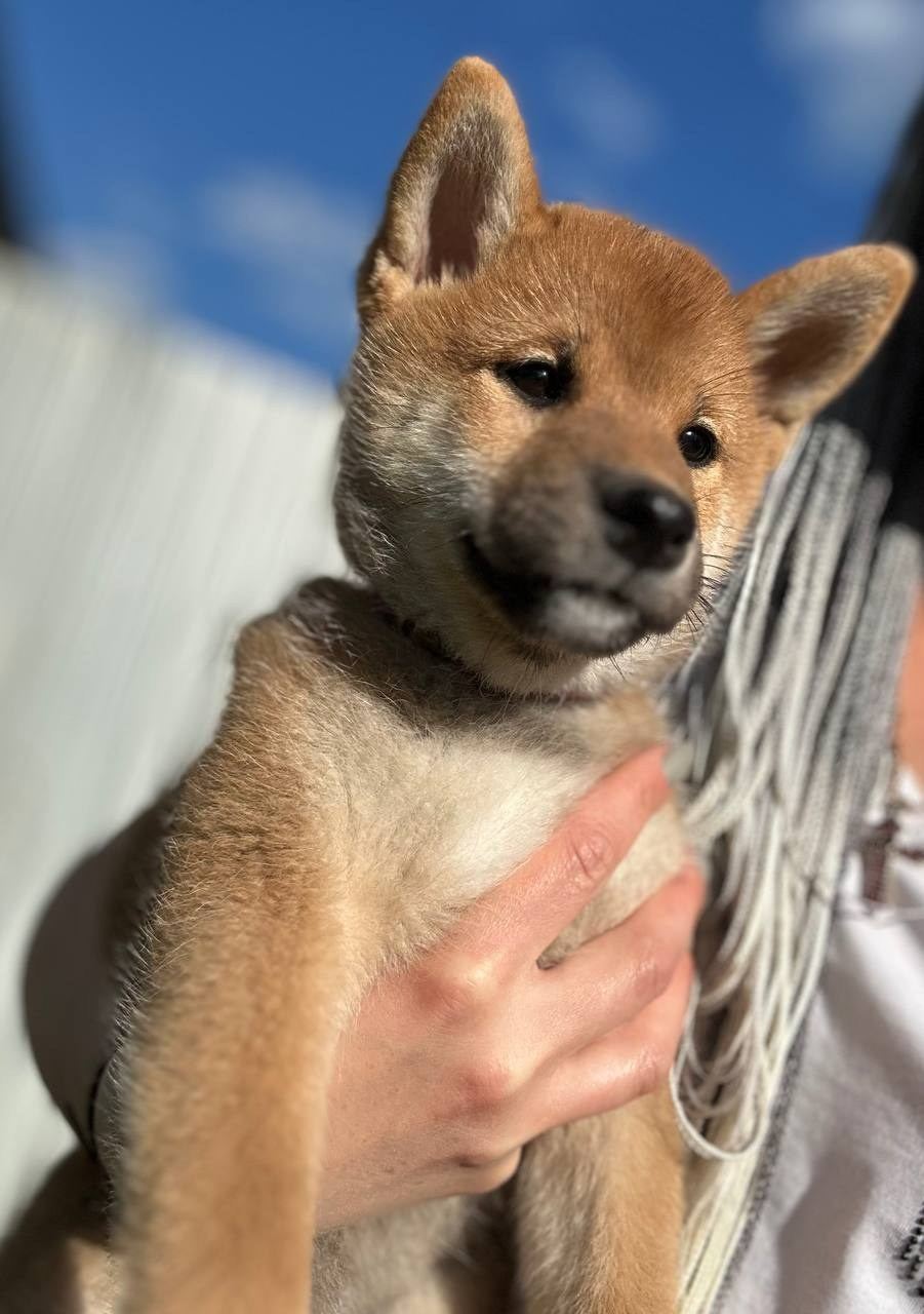 сиба питомник Рубилайт щенки на продажу rubylight  сиба щенки купить СПб Санкт-Петербург