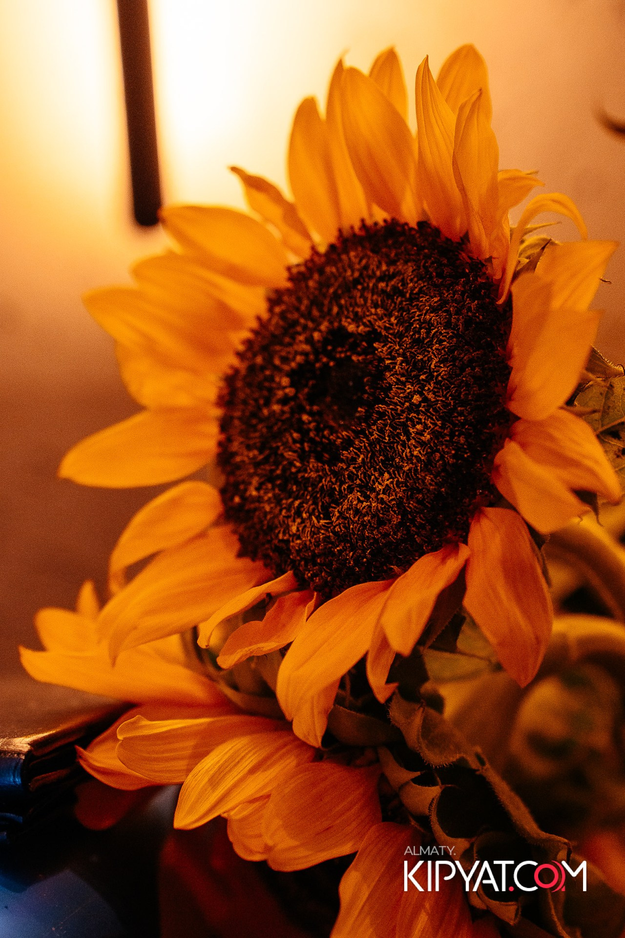 ПИНТА PREMIUM. КИПЯТКОМ АЛМАТЫ!