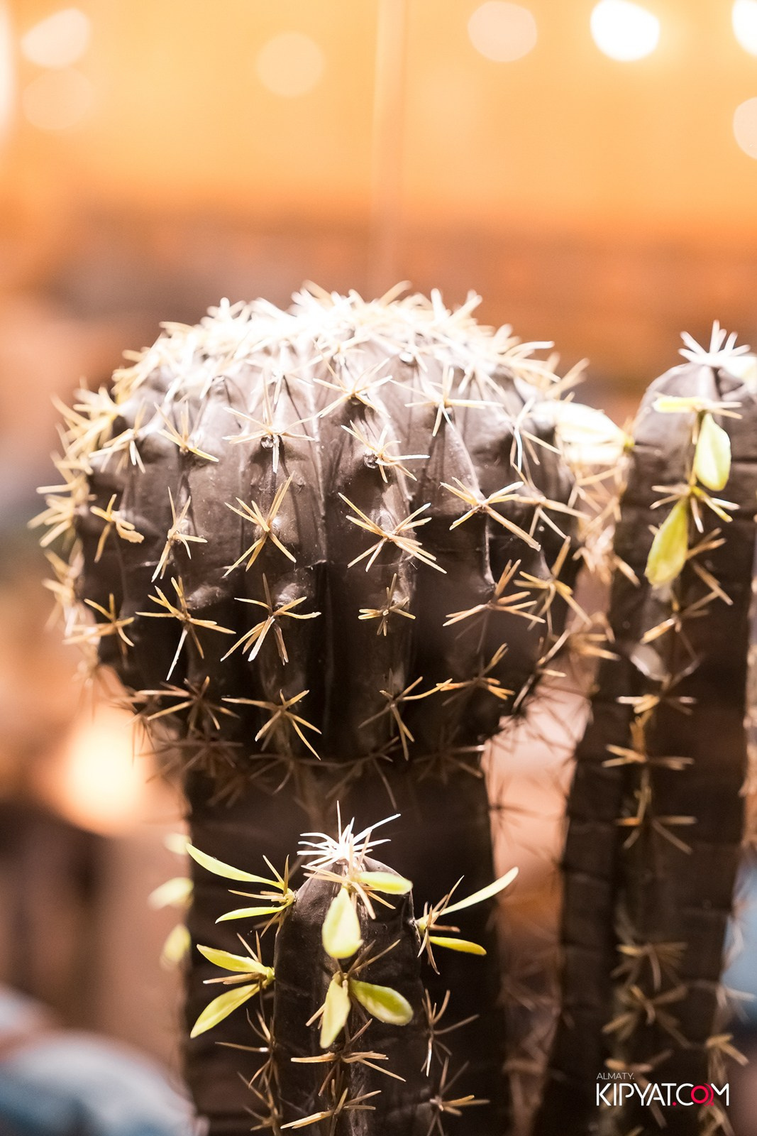 ОТКРЫТИЕ ЛЕТНЕЙ ТЕРАССЫ В РЕСТОРАНЕ ЛАРИСС ИВАННУ ХАЧУ. КИПЯТКОМ АЛМАТЫ!