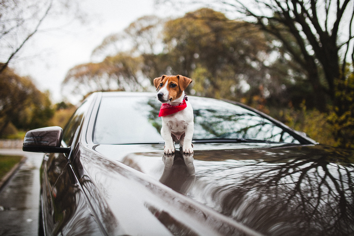 Алина & Александр. Свадебный и семейный фотограф в Москве и Лобне Евгений Пушкин