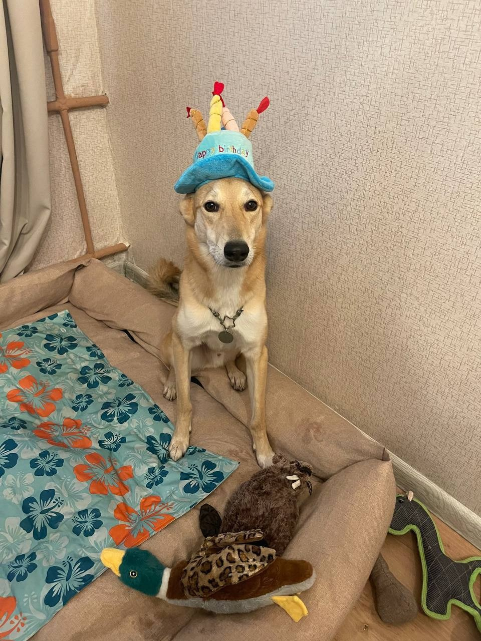 Уже дома. Забери домой друга