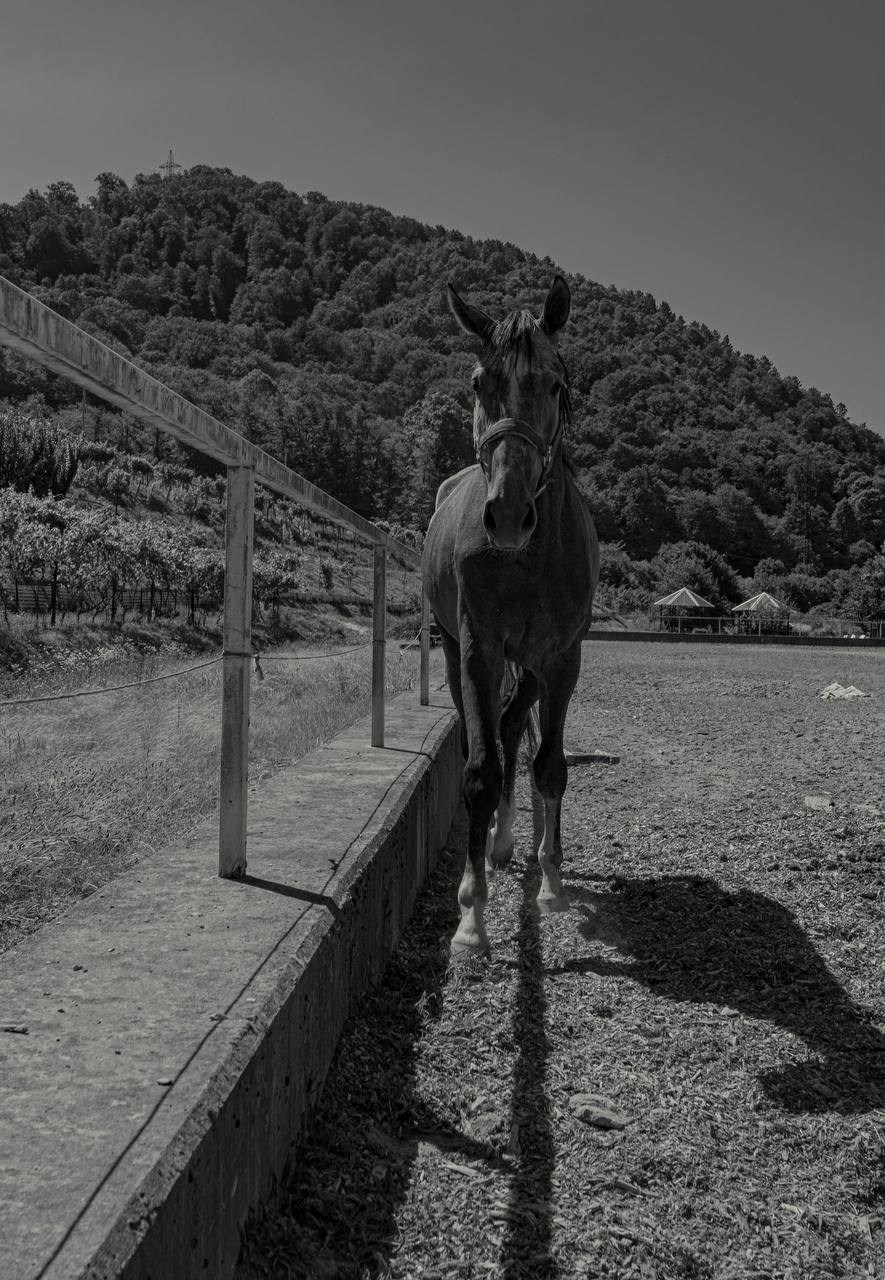 Фотосессия на конюшне