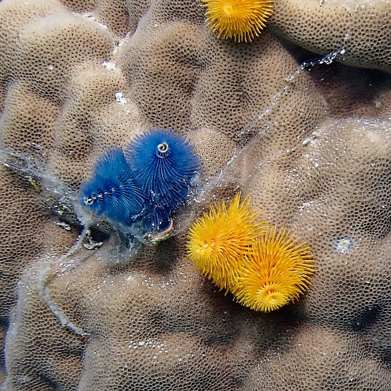 Мне посмотреть. Рыбов показываю