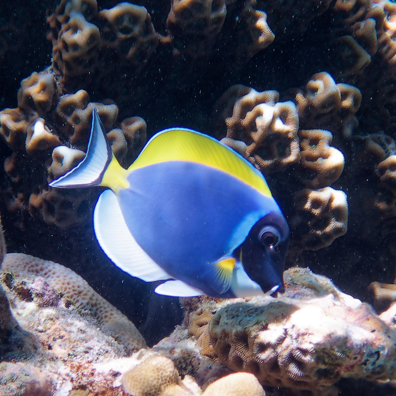 Мне посмотреть. Рыбов показываю