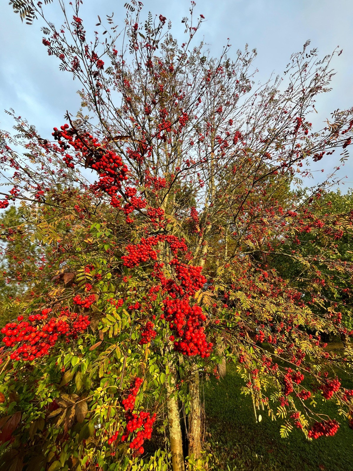 Территория экофермы Марии Гиппенрейтер. Эко отель Подмосковье. Эко отдых в Подмосковье в эко-отеле Марии Гиппенрейтер