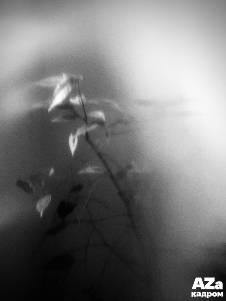 AZакадром Импрессинизм. Женский семейный фотограф Тула Москва Захарова Анна