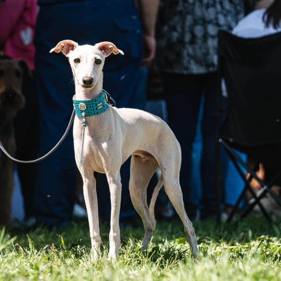 Asti Sapphire Tsezar Ruier Empire. Профессиональный питомник левреток РКФ/FCI ASTI SAPPHIRE 💎 Сочи|Санкт-Петербург